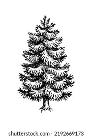 Fir tree ink sketch. Norway Spruce. Hand drawn vector illustration. Vintage style stroke drawing.