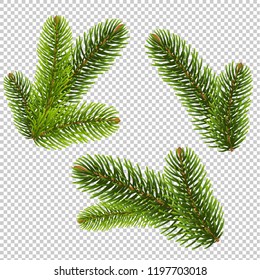 Antecedentes transparentes aislados de árbol del filo, Ilustración vectorial