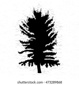 Fir tree on white textured background illustration. Black coniferous tree silhouette. Hand drawing. 