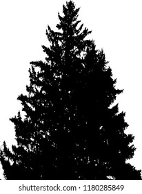 Fir tree silhouette. White and black vector.