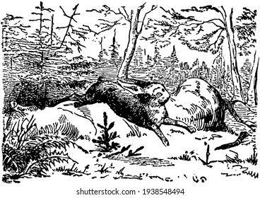 The Fir Tree, this scene shows an animal is jumping and trees in background, vintage line drawing or engraving illustration