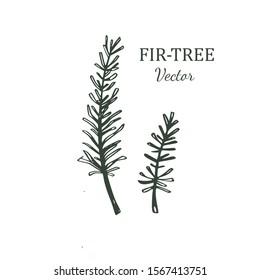 Fir tree vector hand drawn illustration