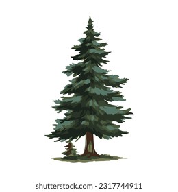 fir tree watercolor detailed illustration