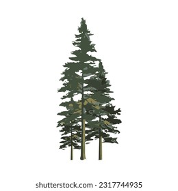 fir tree watercolor detailed illustration