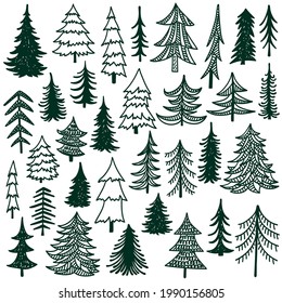Fir trees hand drawn vector illustration