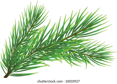 Fir twig isolated on white ( vector). Beautiful detail for christmas and nature illustration concepts.