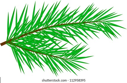 Fir twig isolated on white, vector illustration