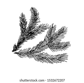 Fir vector branches in line art style.