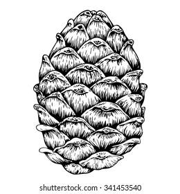 Fir-cone vector sketch in woodcut style