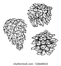 fir-cones set hand drawn stock vector illustration