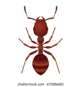 Fire Ant.