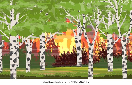 Fire in birch forest. Burning trees. Wildfire. Catastrophe. Realistic Vector Landscape