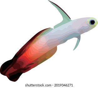 fire goby fish with a white background	