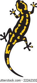 Feuersalamander-Tierfarbe. Vektorgrafik.