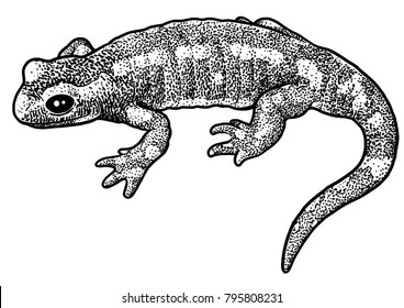 Fire salamander illustration, drawing, engraving, ink, line art, vector