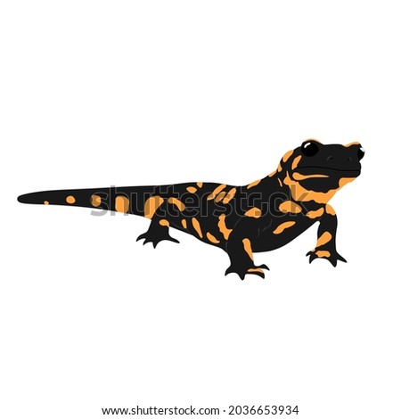 Fire salamander, Salamandra salamandra can be found in europe. It also called as lungless salamander