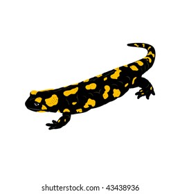 Fire Salamander (Salamandra salamandra. Salamandra maculosa) on a white background.