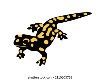 Feuersalamander. Zoologische Farbgrafik. Vektorgrafik einzeln auf weißem Hintergrund. 