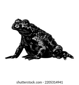 Fire-Bellied Toad hand drawing vector illustration isolated on white background