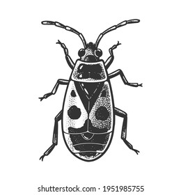 firebug beetle bug sketch engraving vector illustration. T-shirt apparel print design. Scratch board imitation. Black and white hand drawn image.