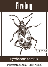 Firebug - drawn ink illustration isolated on white background.  Engraving style