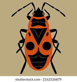 Firebug insect. Pyrrhocoris apterus. Red beetle with black spots on yellow background.