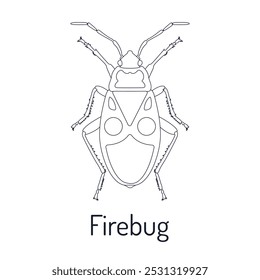 Firebug, Pyrrhocoris apterus. Insectos. Fauna para colorear. Boceto gráfico con título. Ilustración vectorial.