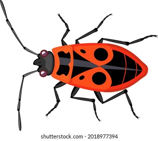Firebug (Pyrrhocoris apterus) isolated on white background