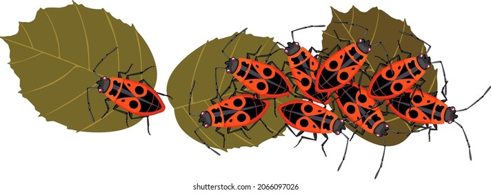Firebugs (Pyrrhocoris apterus) on dry hazel leaves isolated on white background