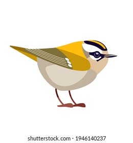 Firecrest or goldcrest is a very small passerine bird in the kinglet family. Tiny smallest Bird Cartoon flat vector illustration isolated on white background.