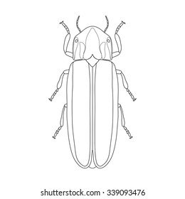 Firefly beetle Lampyridae. photinus pyralis. Sketch of Firefly beetle. Firefly beetle isolated on white background. Firefly beetle Design for coloring book.  hand-drawn Firefly. Vector illustration