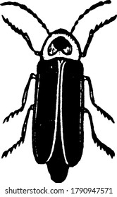 Firefly has hardened forewings called elytra, vintage line drawing or engraving illustration.