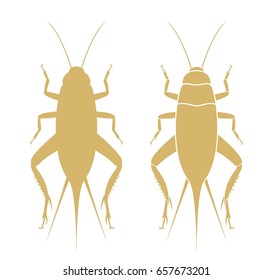 Firefly. Isolated cricket on white background