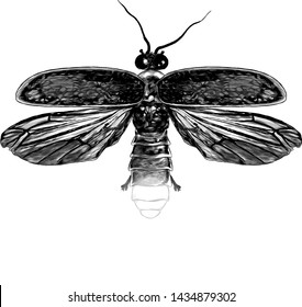 Firefly with open wings top view symmetrically, sketch vector graphic style monochrome illustration on white background