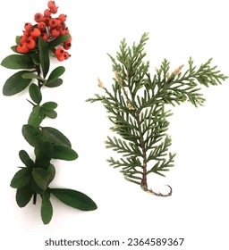 Firethorn (Pyracantha coccinea) berries in the fall season andCypress tree leaves