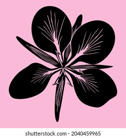 Сhamaenerion, fireweed. Black silhouette of wild willow herb flower isolated on pink background. Vector illustration suitable for any design project.