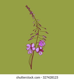 Fireweed. Herb. Vector illustration