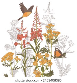 fireweed, red willowherb and tansy, field flowers and birds, vector drawing wild plants at white background, flowering meadow , hand drawn natural illustration