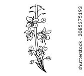 Fireweed,  willowherb, bombweed. Chamaenerion angustifolium flower with leaves and buds. Black on white background drawing in engraving vintage style. Botanical hand drawn illustration
