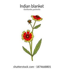 Firewheel  indian blanket
