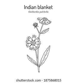 Firewheel  indian blanket