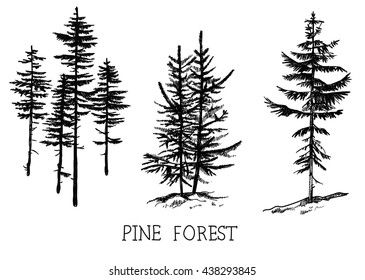 
Firs , pines . A set of drawings of trees . Vector freehand drawing . Engraving.
