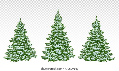 Firs. set of beautiful Christmas trees in the snow. Christmas. Winter. Nature in details. Drawing. Vector. Eps 10. Isolated on a transparent background.