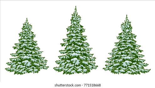 Firs. Set Of Beautiful Christmas Trees In The Snow. Christmas. Winter. Nature In Details. Drawing. Vector. Eps 10.