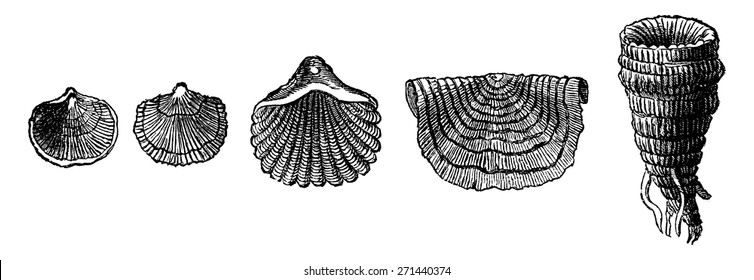 The first animals. Fossil shells of brachiopods of the Silurian period, vintage engraved illustration. Earth before man - 1886.