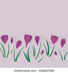first crocuses spring fresh floral  botanical seasonal seamless bottom 
 horizontal border on light pink background