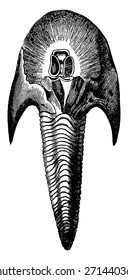 O primeiro peixe, período Devoniano, Cephalaspis lloydii, vintage gravada ilustração. Terra antes do homem - 1886.