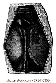 The first fish, Devonian period, Pteraspis rostratus, vintage engraved illustration. Earth before man - 1886.
