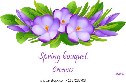 first flowers.  beautiful spring flowers crocuses . Cute compositions from spring crocuses for decoration . Eps10