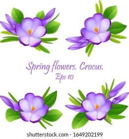 first flowers.  beautiful spring flowers crocuses . Cute compositions from spring crocuses for decoration . Eps10